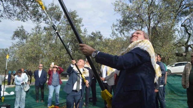 21. Uluslararası Zeytin Hasat ve Turizm Festivali’nde hasat yapıldı
