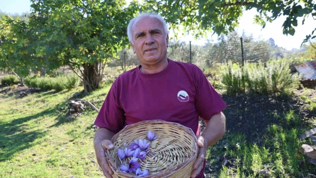 Adana’da safran hasadı başladı: Gramı 900 TL