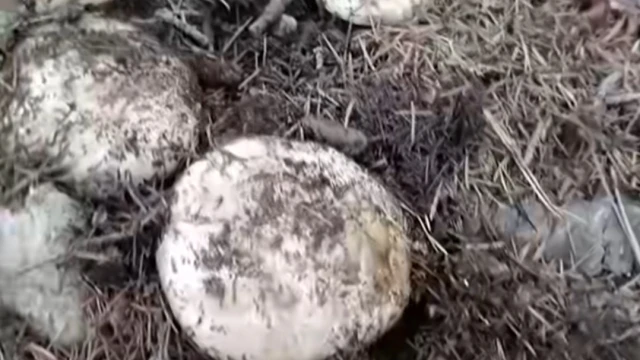 Andırın dağları mantarlarla doldu