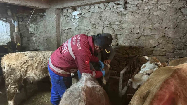 Aydıntepe’de şap aşılama ve küpeleme çalışmaları yeni yerleşimlerde devam ediyor