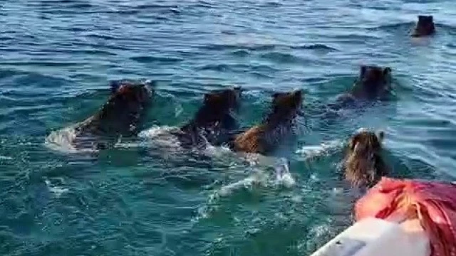 Balıkçılara barajda domuz sürprizi
