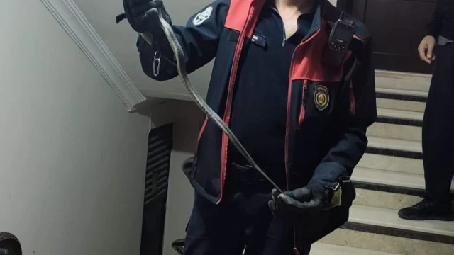 Defne’de yerleşim yerinde görülen yılan doğaya bırakıldı