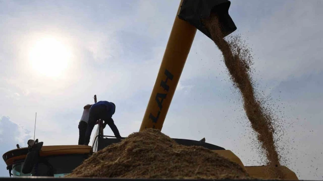 Diyarbakır’ın tescilli Karacadağ pirinci hem biçerdöverle hem de imece usulü biçiliyor