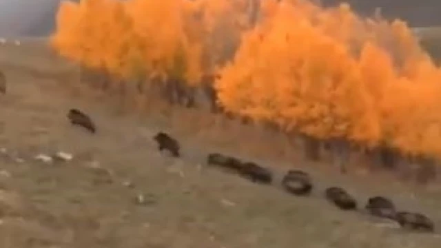 Domuz sürüsü büyükbaş hayvanların yakınında görüntülendi