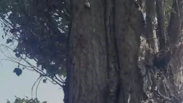 Elazığ’da sincapların ceviz toplama telaşına güldüren yorum: "Böyle iki sincap yetiştirsek bize ceviz toplarlar"