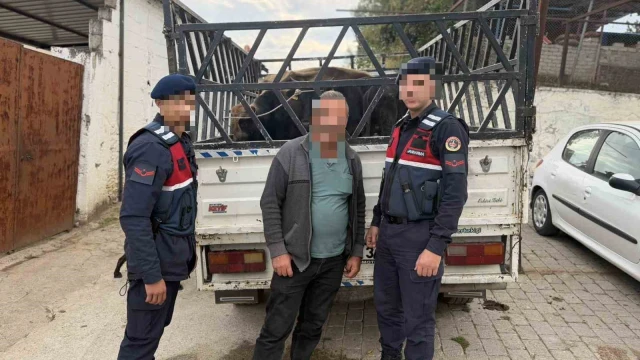 Koçarlı’da çaldığı büyükbaş hayvanları satan şüpheli tutuklandı