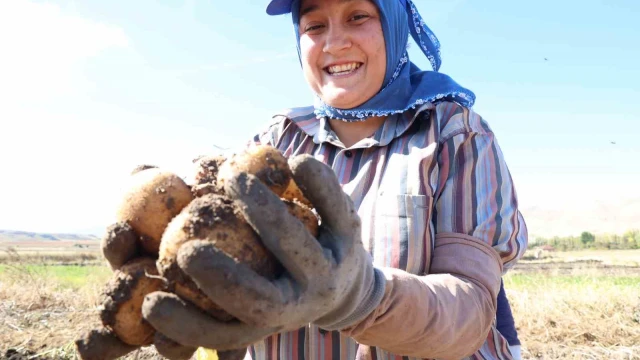 Korkuteli’nde ilaçsız patateslerin hasadı yapıldı