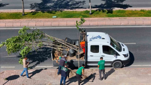 Ömrünü tamamlayan ağaçların yerine yenileri dikiliyor