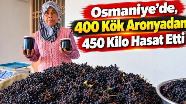Osmaniye'de, 400 Kök Aronyadan 450 Kilo Hasat Etti