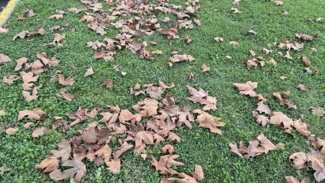 Tekirdağ’da sonbaharın renkleri yere düştü