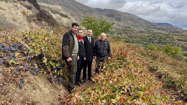 Üzümlü Kaymakamı Hökelekli üzüm bağında incelemelerde bulundu