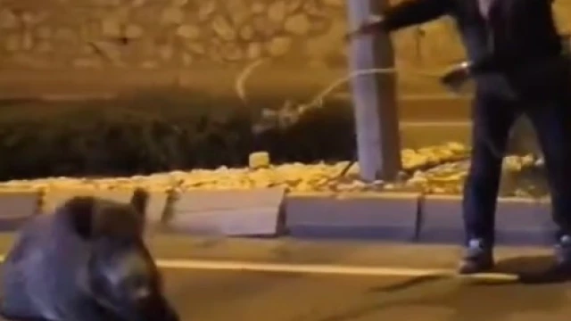 Yaban domuzunu kement atarak yakaladı