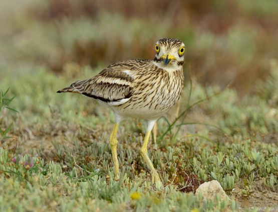 Hayvanlar