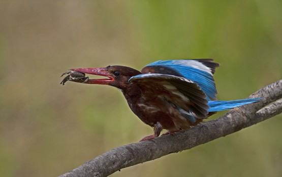 Hayvanlar