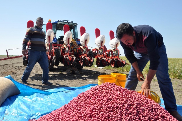 Sezonun ilk yerfıstığı tohumu toprakla buluştu