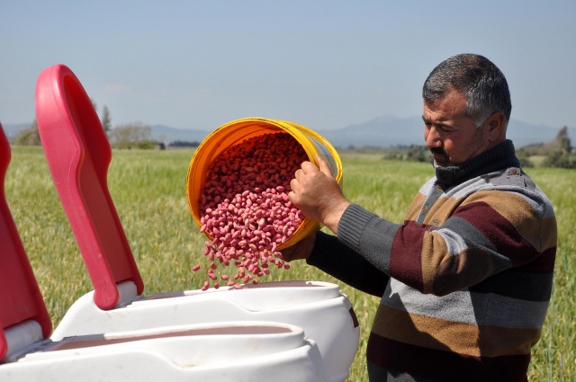 Sezonun ilk yerfıstığı tohumu toprakla buluştu
