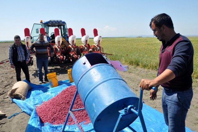 Sezonun ilk yerfıstığı tohumu toprakla buluştu