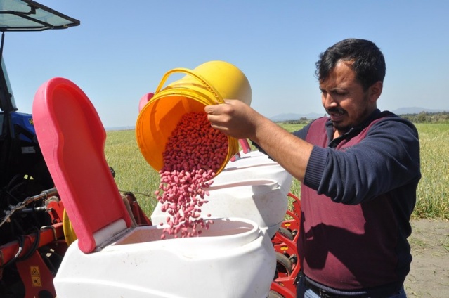 Sezonun ilk yerfıstığı tohumu toprakla buluştu