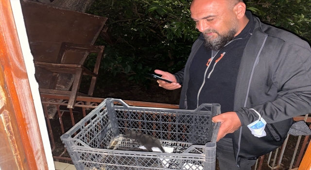 Antalya’da sahipleri şehir dışında olan evde doğum yaparak mahsur kalan kedi yavrularıyla kurtarıldı