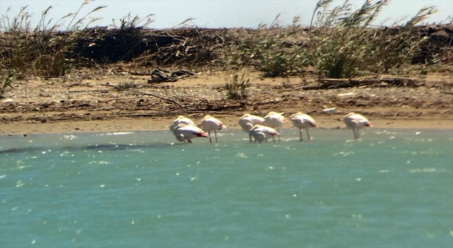 Sıcak bölgelere göç eden flamingolar, Antalya’da mola verdi