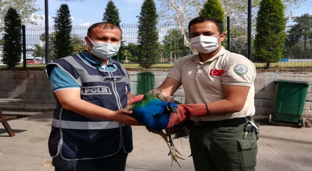 Osmaniye’de Orman İşletme Müdürlüğünden tavus kuşu çalan 2 şüpheli yakalandı