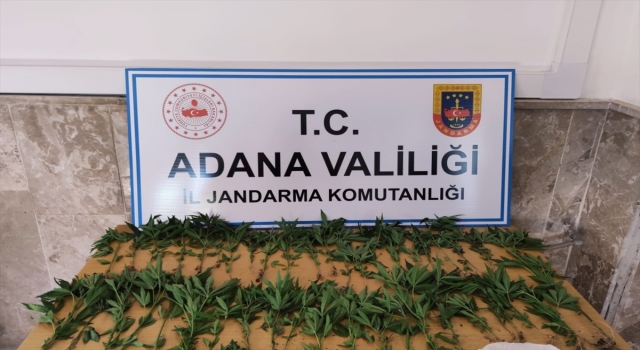 Adana’da tarlada ve damda kenevir yetiştiren 4 kişi gözaltına alındı
