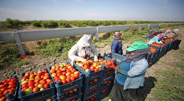 Adana’da bu sezon turfanda domateste rekolte beklentisi 200 bin ton