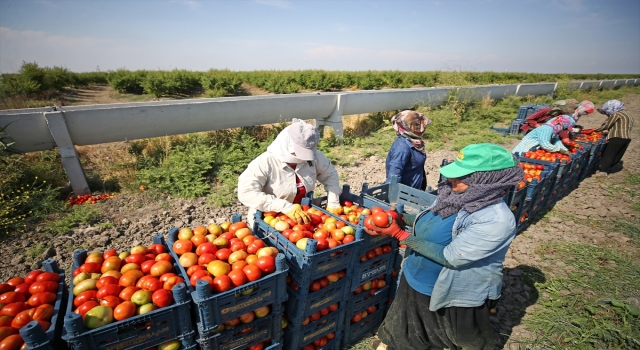 Adana’da bu sezon turfanda domateste rekolte beklentisi 200 bin ton 