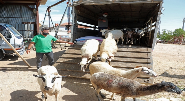 Antalya’da kurtların küçükbaş hayvanlarını telef ettiği aile belediyenin hediye ettiği 15 koyunla sevindi