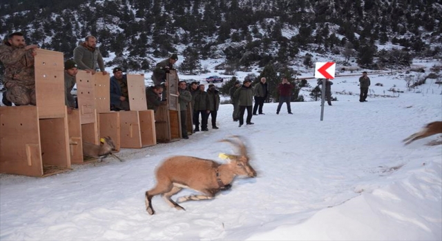 Burdur’daki Karanlıkdere Kanyonu’na 7 yaban keçisi bırakıldı