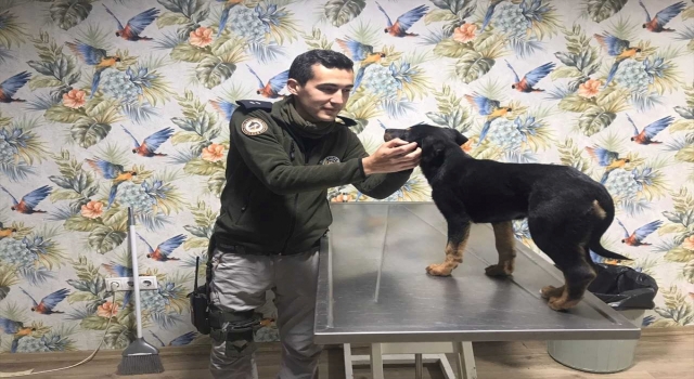 Mersin’de işkence edilip damdan atılan köpek yavrusunu polis sahiplenecek