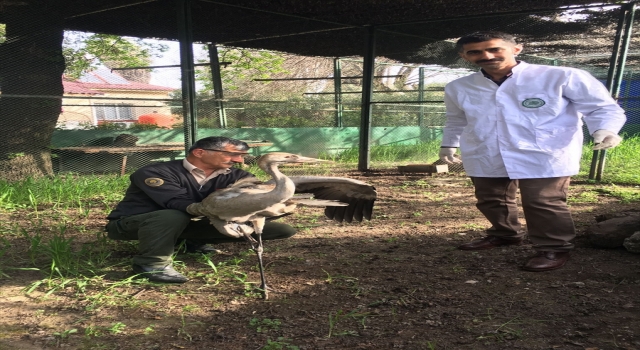 Osmaniye’de yaralı halde bulunan turna, tedavi altına alındı