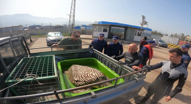 Hatay’da bitkin bulunan caretta caretta tedaviye alındı