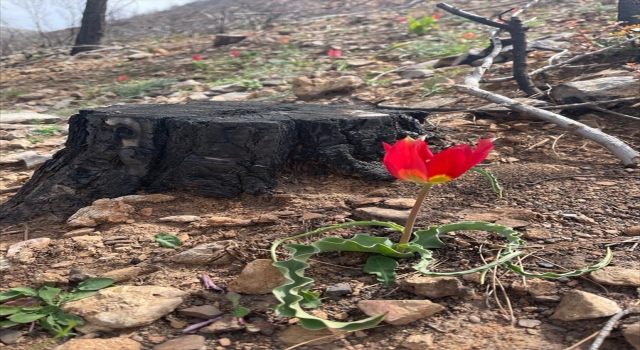 Mersin’de orman yangınından etkilenen alanlarda anemonlar çiçek açıyor