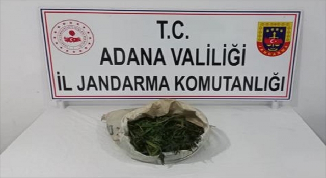 Adana’da orman arazisinde kenevir yetiştiren iki zanlı yakalandı