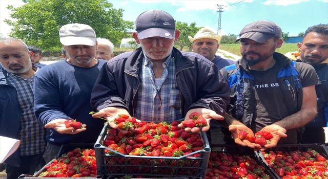 Hatay’da çilek üreticilerinden aracılara tepki