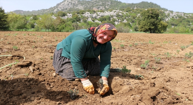Adana İl Tarım ve Orman Müdürlüğü’nden kadın girişimcilere lavanta desteği