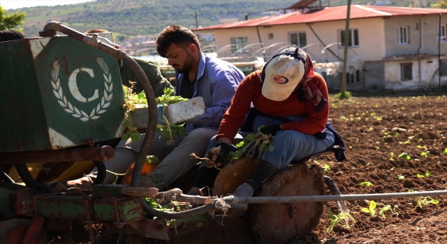 Hatay’da çiftçiler tütün ekimine başladı