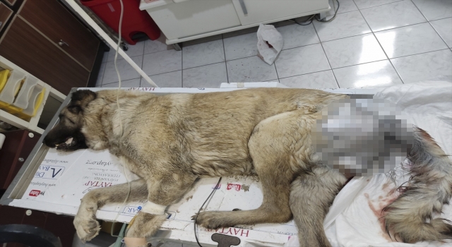 Osmaniye’de sahipsiz köpeğin kalçasındaki tümör ameliyatla alındı