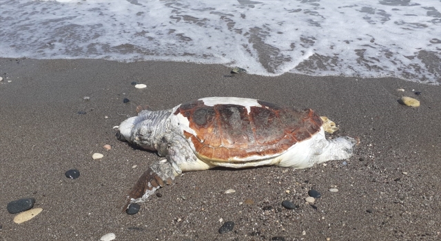 Mersin’de ölü caretta caretta sahile vurdu