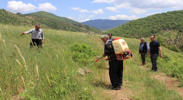 Osmaniye’de çekirgelere karşı ilaçlama çalışması başlatıldı
