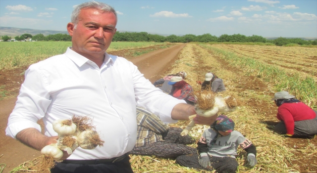 Araban Ovası’nda sarımsak hasadı başladı