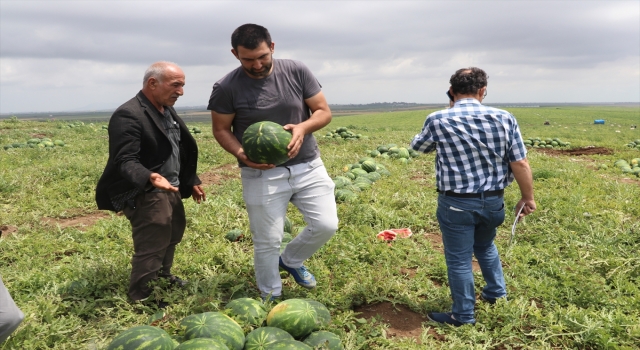 ”Ham karpuz timleri” tarlada denetimde