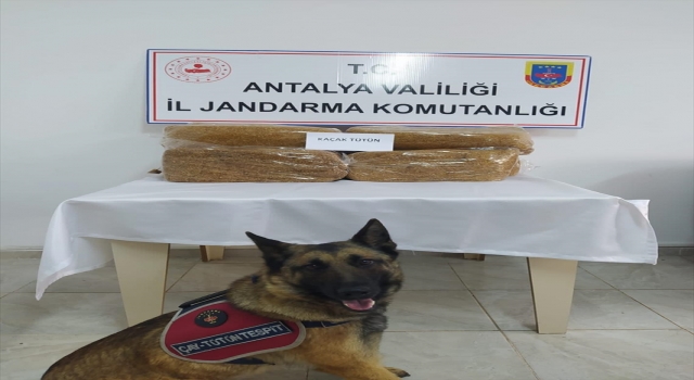 Gazipaşa’da yolcunun bagajında 50 kilogram kaçak tütün ele geçirildi