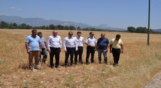 Serik Belediyesi buğday hasadı gerçekleştirdi