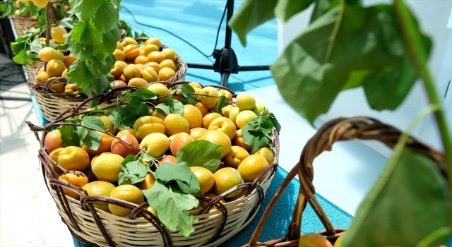 Mersin’de Karacaoğlan Kayısı, Kültür ve Sanat Festivali başladı