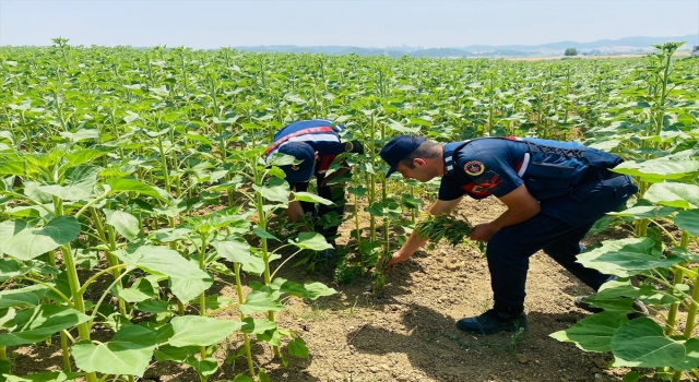 Adana’da ayçiçeği tarlasında 620 kök Hint keneviri ele geçirildi