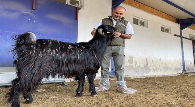 Hayvancılıkta üretim kalitesi ”Hayvan Refahı” uygulamaları ile artacak