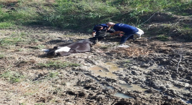 Hatay’da bataklığa saplanan inek, itfaiye ekiplerinin yardımıyla kurtarıldı
