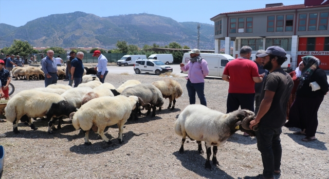 Adana, Mersin, Hatay ve Osmaniye’de kurbanlık pazarlarında yoğunluk sürüyor